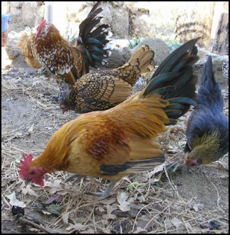 Flock of bantam chickens